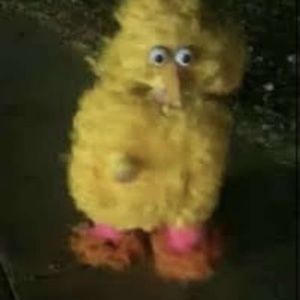 Meet your Posher, Haydn